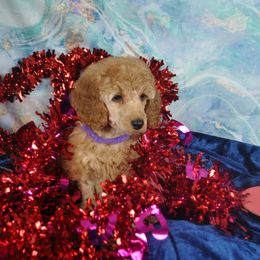 Poodle Puppies from Moyen Majestic Embrace Poodles (MOYEN ME)