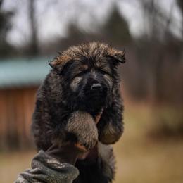 Dart - Sable male German Shepherd puppy in Knowlton Township, New Jersey from Augenblick Kennels
