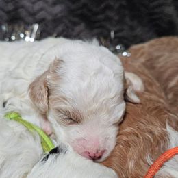 Rosemary - Red female Bernedoodle puppy in Granton, Wisconsin from Rose River Farms