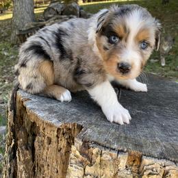 Boy 1 - Blue merle male Australian Shepherd puppy in Sadieville, Kentucky from Scooters Aussies