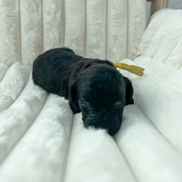 Goldendoodle Puppies from Desert Paws Doodles