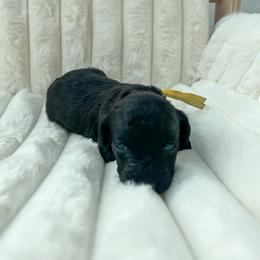 Goldendoodle Puppies from Desert Paws Doodles