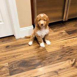 Cedar: Forest - Apricot male Goldendoodle puppy in Anthem/Phoenix, Arizona from Ironwood Doodles