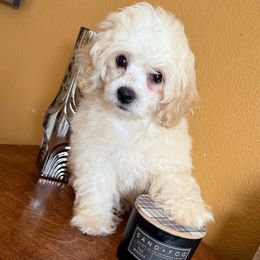 Cockapoo Louie - Cream male Poodle puppy in Ocoee, Florida from Puppie Poos 4 U