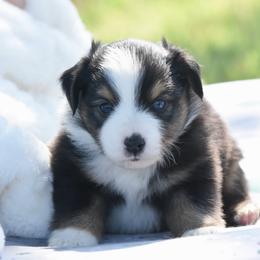 Last Call - Black tri male Toy Australian Shepherd puppy in Chickasha, Oklahoma from Rustic Lace