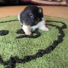Lola - Black parti female Pomeranian puppy in Comer, Georgia from HillTop Pomeranians ✨