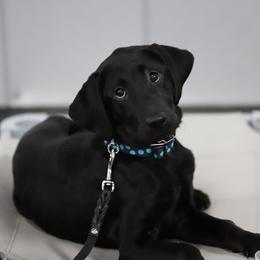 Labrador Retriever Puppies from Ducktown Retrievers