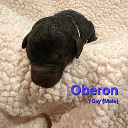Oberon - Black male Labradoodle puppy in Genoa City, Wisconsin from Sakura Pups