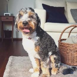 Rex - Goldendoodle