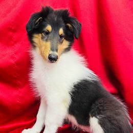 Vernon - Black white and tan male Collie puppy in Groveland, Florida from Palmhaven Collies