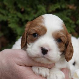 Pedro - Blenheim male Cavalier King Charles Spaniel puppy in Lula, Georgia from Cavaliers by Crumley