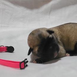 Özen - Fawn Kangal puppy in Bloomer, Wisconsin from Chippewa Valley Kangals
