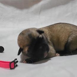 Özen - Fawn Kangal puppy in Bloomer, Wisconsin from Chippewa Valley Kangals