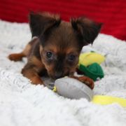 Saturn - Red sable male Russian Toy puppy in Horseshoe Bend, Idaho from Nesting Dolls