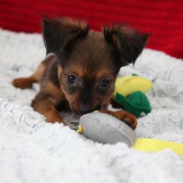 Saturn - Red sable male Russian Toy puppy in Horseshoe Bend, Idaho from Nesting Dolls