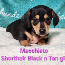 Macchiato - Black and tan female Dachshund puppy in Mount Sherman, Kentucky from Kaleidoscope Dachshunds and Whippets