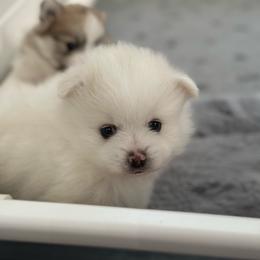 Aspen - White male Pomeranian puppy in Edmond, Oklahoma from Okie Poms
