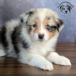 Tessa - Blue merle female Australian Shepherd puppy in Fultonville, New York from Sandy Aussies & Pomeranians