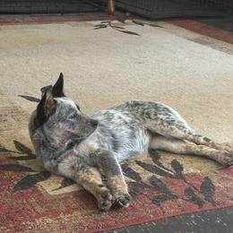 Australian Cattle Dog Puppies from Adcock Ranch Cattle Dogs