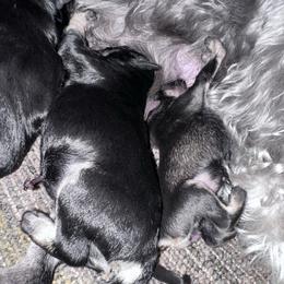 Female 3 - Black and silver female Miniature Schnauzer puppy in La Fayette, Georgia from Daniels Mini Schnauzers