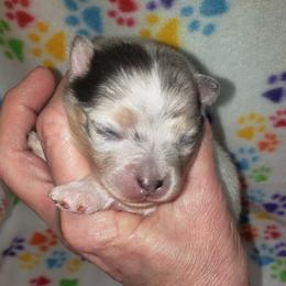 Angel - Blue merle female Pomeranian puppy in Weatherford, Texas from Jeweled Poms