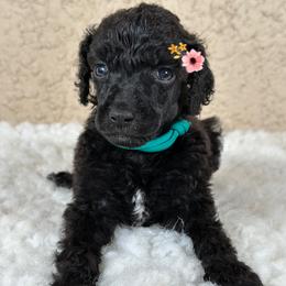 Celine - Black female Poodle puppy in Spring Hills, Florida from The Olympus Standard Poodle