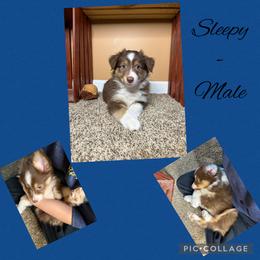 Sleepy - Red tri male Miniature Australian Shepherd puppy in Quincy, Illinois from SK Aussie’s