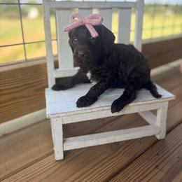 Robin - Chocolate female Goldendoodle puppy in Cleveland, Tennessee from Liberty Creek Farms