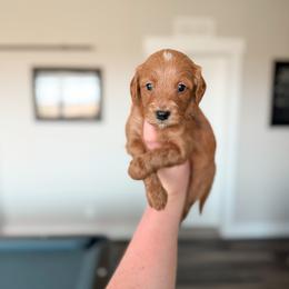 Grumpy - Brown Collar - Red  male Goldendoodle puppy in Billings, Montana from Montana Raised Doodles