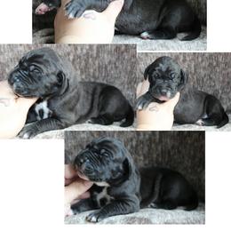 Gemma - Black female Great Dane puppy in Spokane, Washington from Phoenix Family Danes