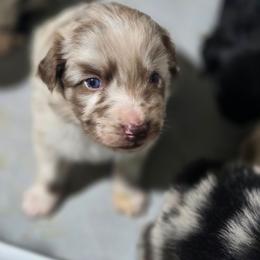Gravy (Red Merle) - Red merle male Australian Shepherd puppy in Rainsville, Alabama from Chaparro Farm Aussies