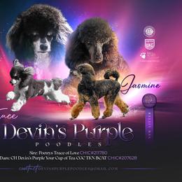 Poodle puppies from Devin’s Purple Poodles