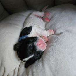 Ollie - Black white and tan male Cocker Spaniel puppy in Midlothian, Virginia from Swift Creek Cocker Spaniels