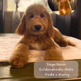 Sage - Red  male Goldendoodle puppy in Milan, Georgia from Joe and Dogs