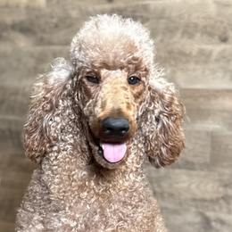 Goldendoodles and Poodles from Twin Oak Goldendoodles