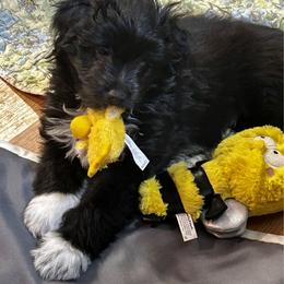 Absolute de La Rive - Black male Pyrenean Shepherd puppy in Ripley, Ohio from La Rive Pyr Sheps LLC