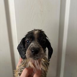 Hati - Piebald male Dachshund puppy in Conroe, Texas from R&M Dachshunds