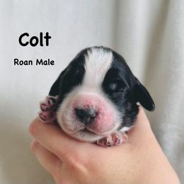 Colt - Black and white male English Springer Spaniel puppy in Casa Grande, Arizona from The Spaniel Garden