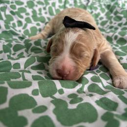 Expo - Caramel cream female Labradoodle puppy in Camden, North Carolina from Oopsie Doodles of NC
