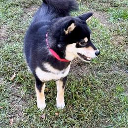 Cinnabon - Black and tan female Shiba Inu puppy in Green Bay, Wisconsin from Kokuryuu Shibas