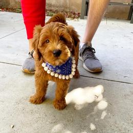 Goldendoodle Puppies from Sunnydoodle Utah