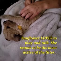 Goldendoodle Puppies from 3 Willows Goldendoodles