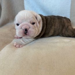 Bulldog Puppies from Teddy Bear Bulldogs