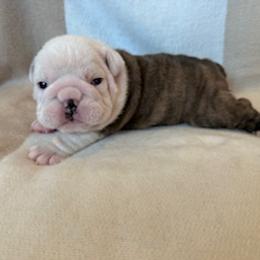 Bulldog Puppies from Teddy Bear Bulldogs