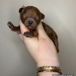 Thea - Red  female Poodle puppy in Morehead, Kentucky from Paw Perfect Pets