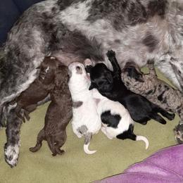 Australian Labradoodle Puppies from Golden Xpress Labradoodles