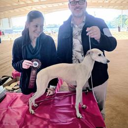 Claire - Italian Greyhound