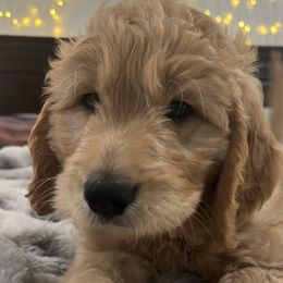 Scout 💙 - Cream Goldendoodle puppy in Puyallup, Washington from Jeanbeans Doodles