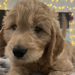 Scout 💙 - Cream Goldendoodle puppy in Puyallup, Washington from Jeanbeans Doodles