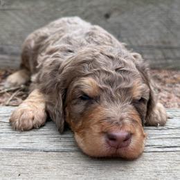 Reef - Chocolate merle male Bernedoodle puppy in Monument, Colorado from Colorado Dreamin Doodles